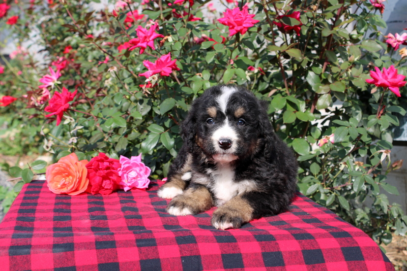 puppy, for, sale, Bernedoodle, Matthew B. Stoltzfus, dog, breeder, Gap, PA, dog-breeder, puppy-for-sale, forsale, nearby, find, puppyfind, locator, puppylocator, aca